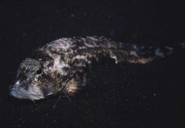 Minous monodactylus